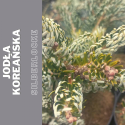 Jodła koreańska  Silberlocke